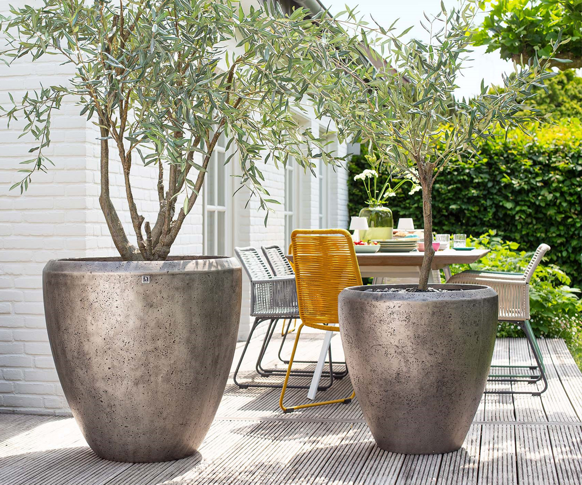 GRACE Pflanzkübel mit Olivenbäumen auf Terrasse