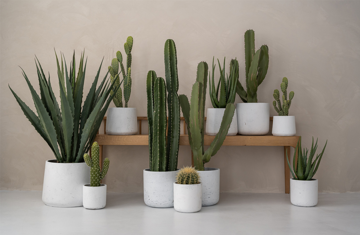 Kakteen-Sammlung in weißen Betontöpfen