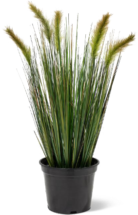Grüne Oasen – Ziergras im schwarzen Topf