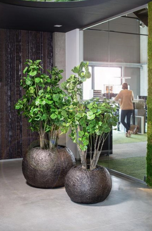 Grüne Oasen – große runde Pflanzgefäße mit Bäumen indoor