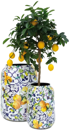 Grüne Oasen – dekoratives Zitronen-Pflanzgefäß